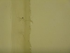 P1010132_small